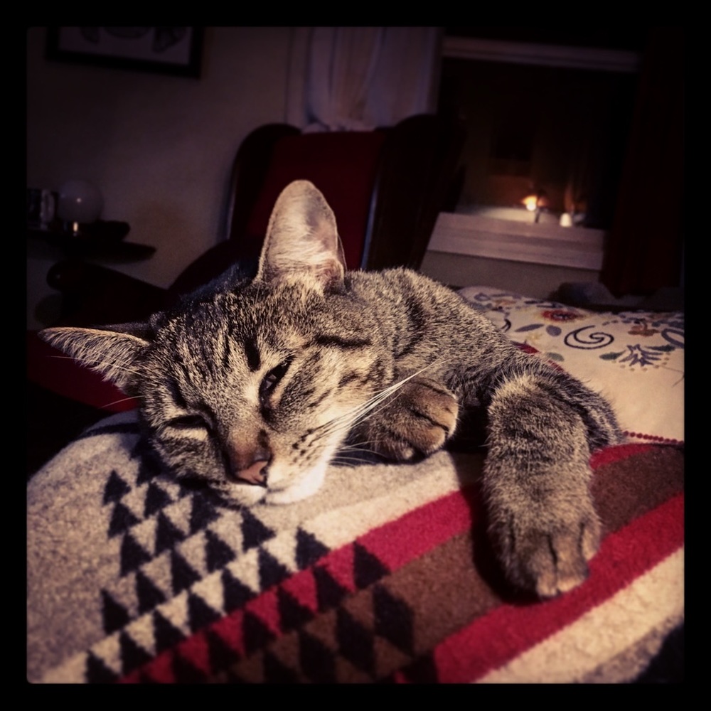 Meet your Posher, Holly